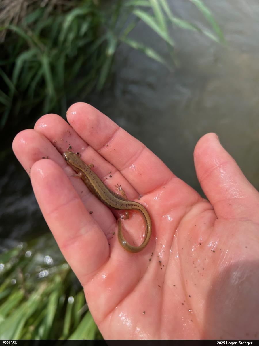 Northern Two-lined Salamander
