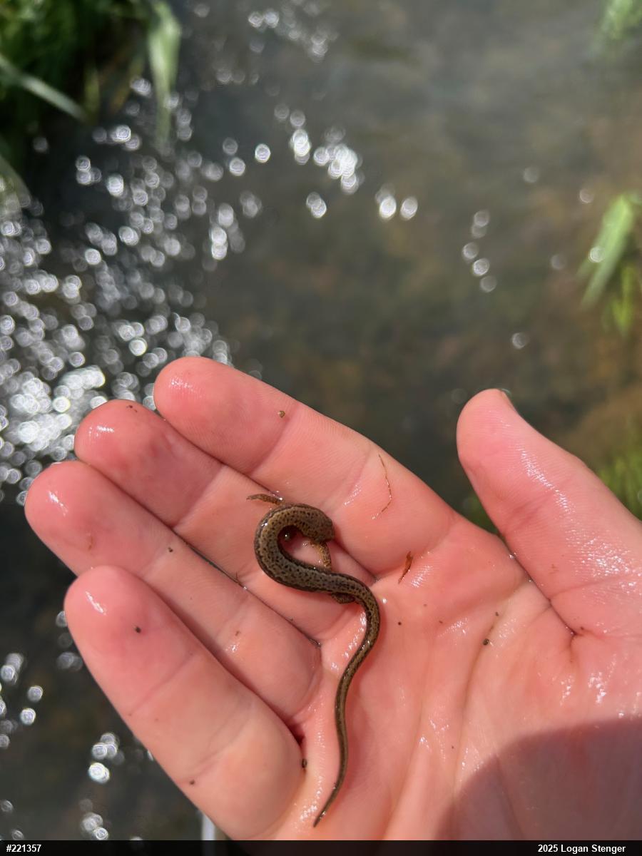 Northern Two-lined Salamander
