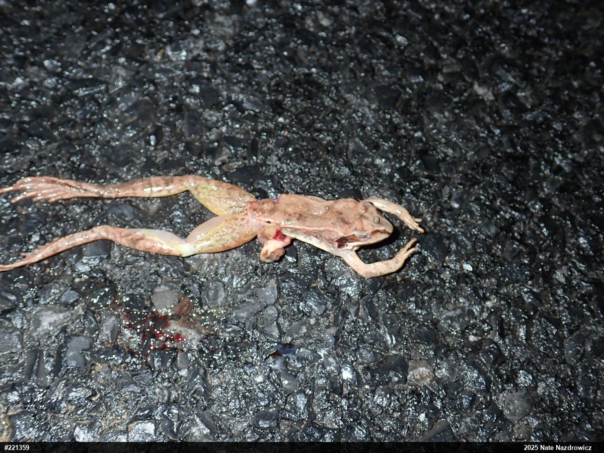 Wood Frog