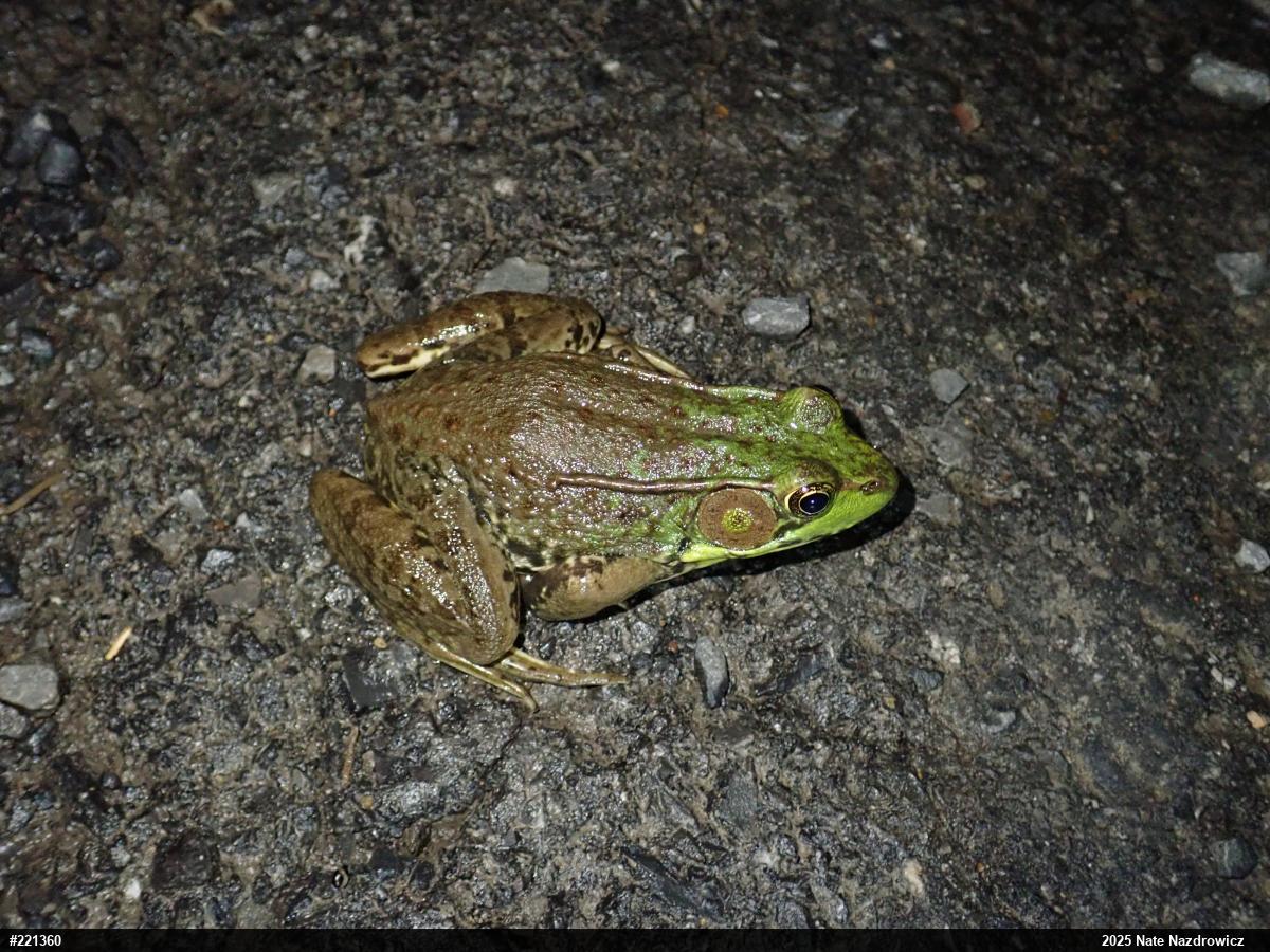 Green Frog