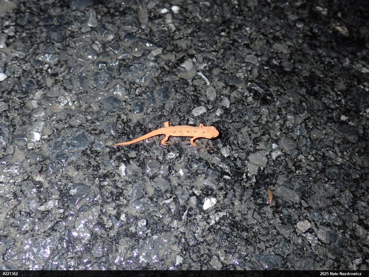 Red-spotted Newt