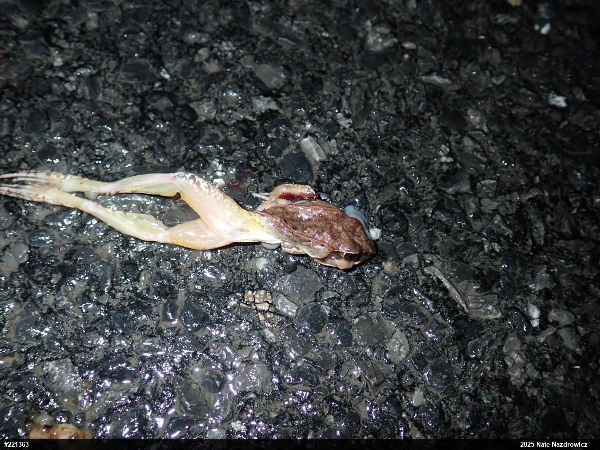 Wood Frog