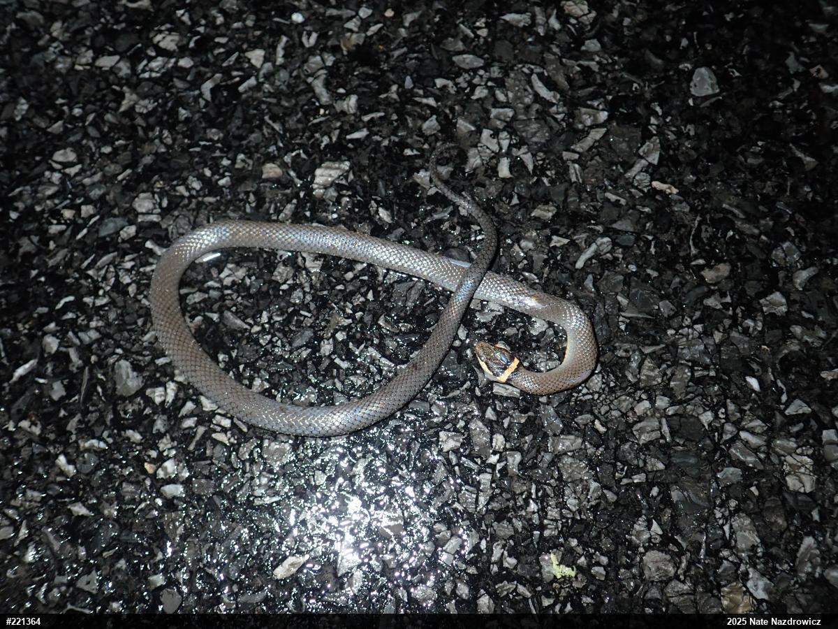 Northern Ring-necked Snake
