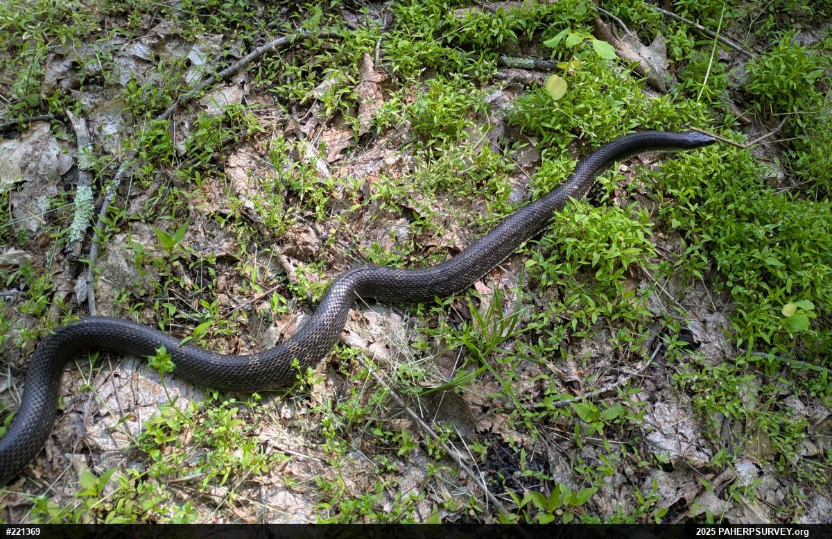 Eastern Ratsnake