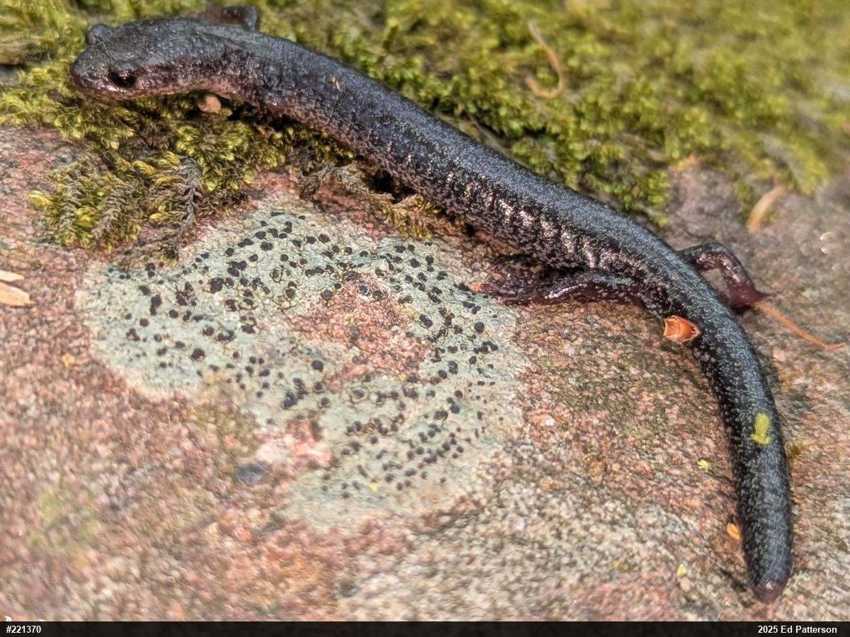 Valley And Ridge Salamander
