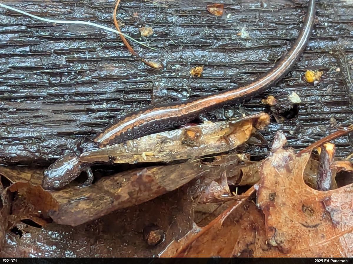 Eastern Red-backed  Salamander