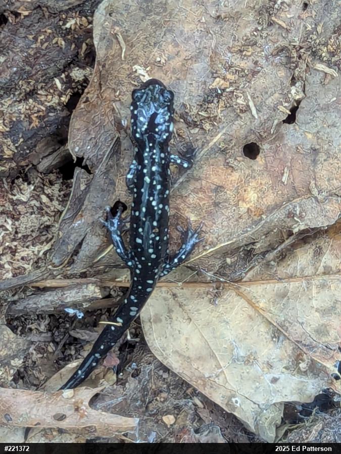 Northern Slimy Salamander