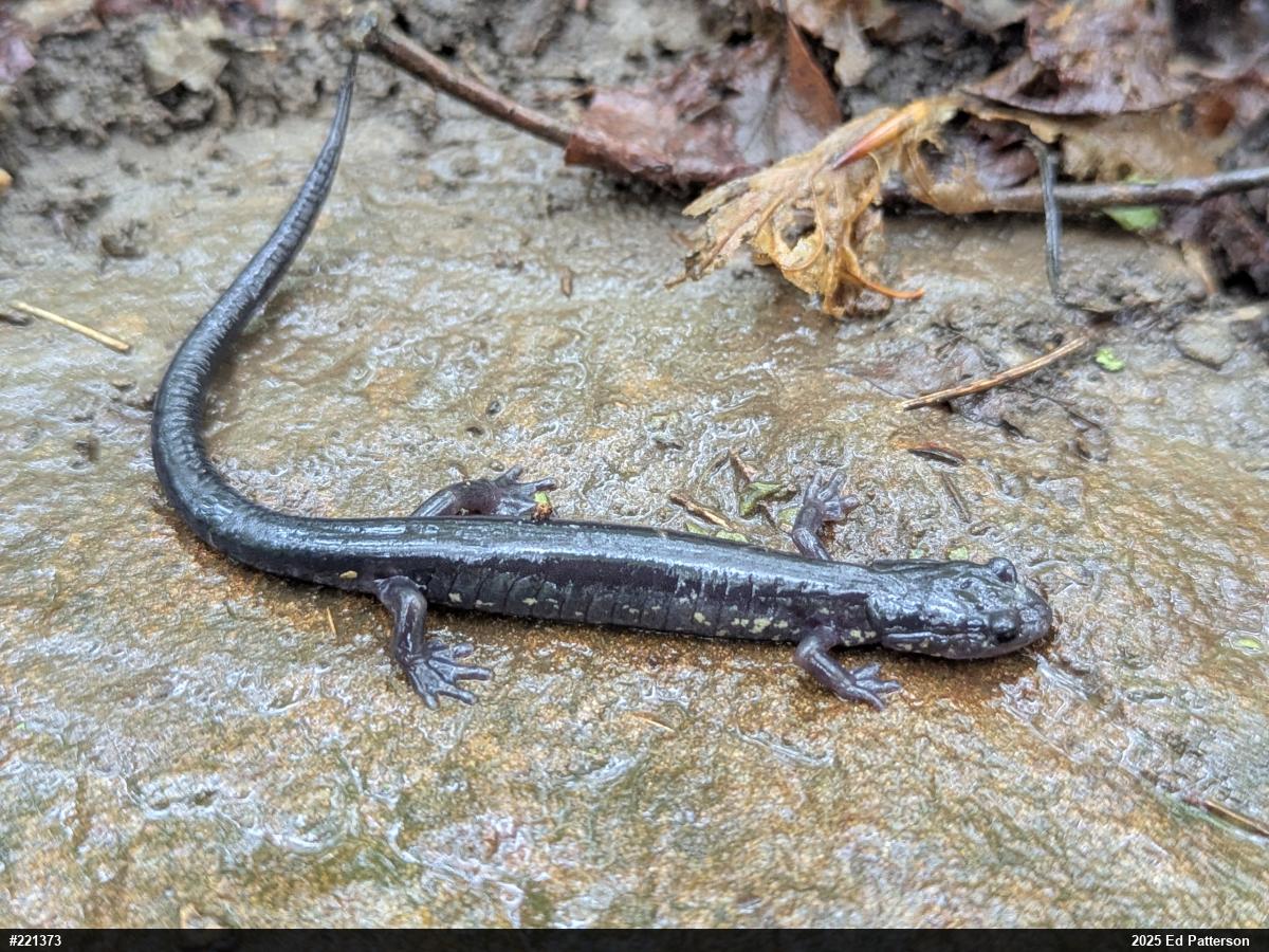 Wehrle's Salamander