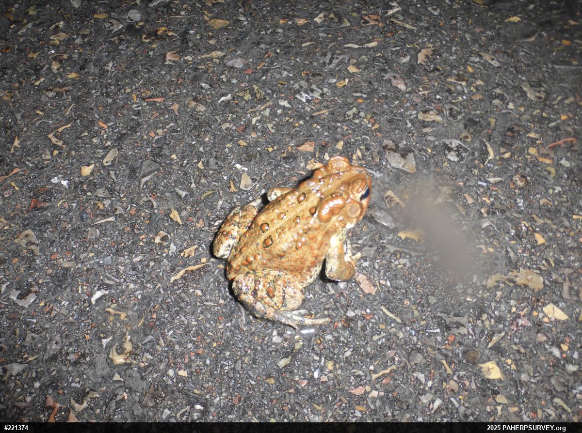 Eastern American Toad