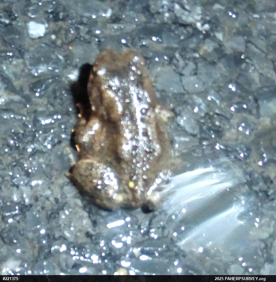 Eastern American Toad