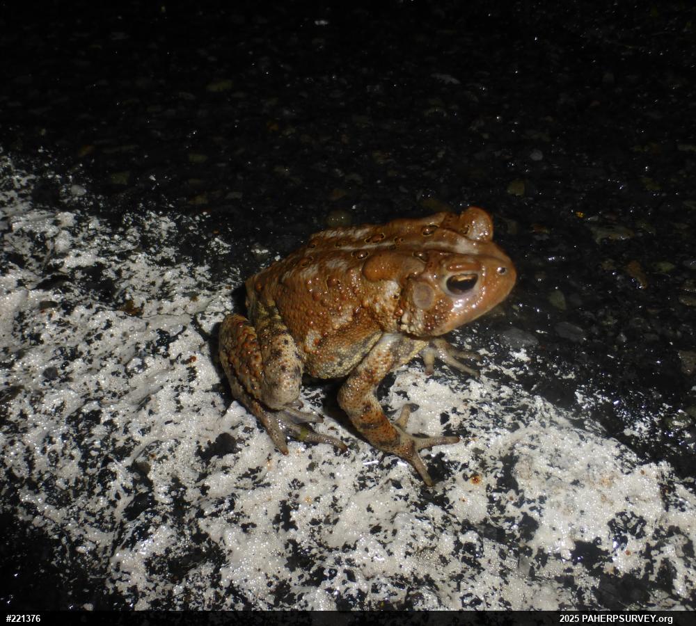 Eastern American Toad