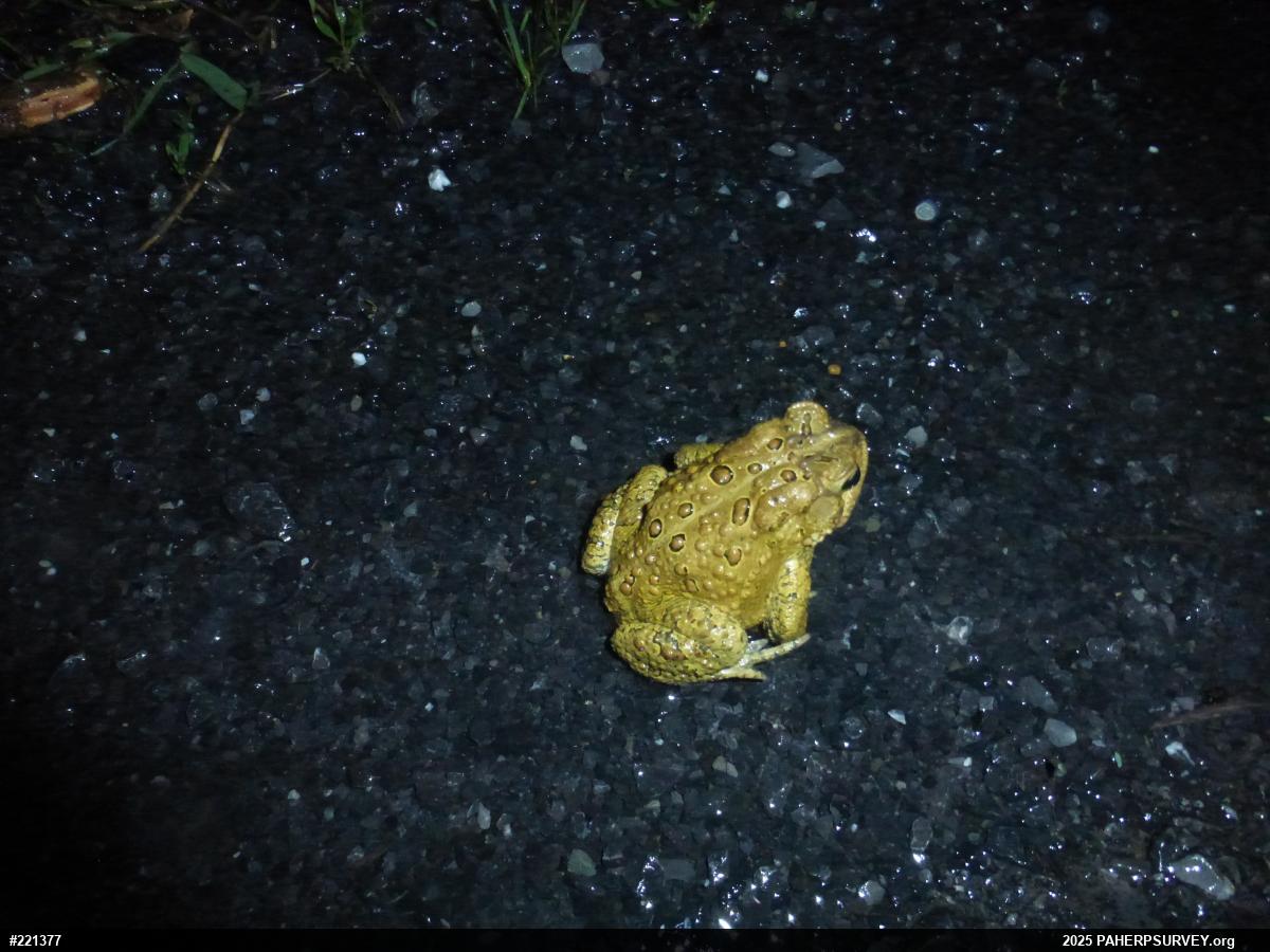 Eastern American Toad