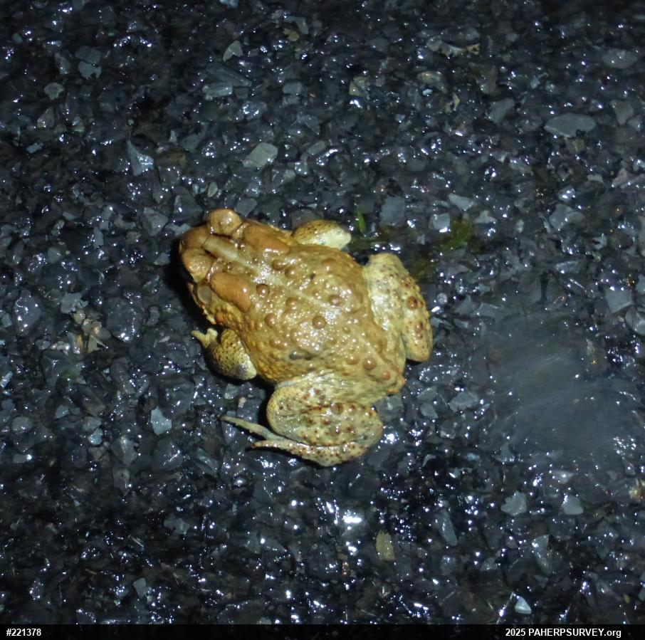 Eastern American Toad