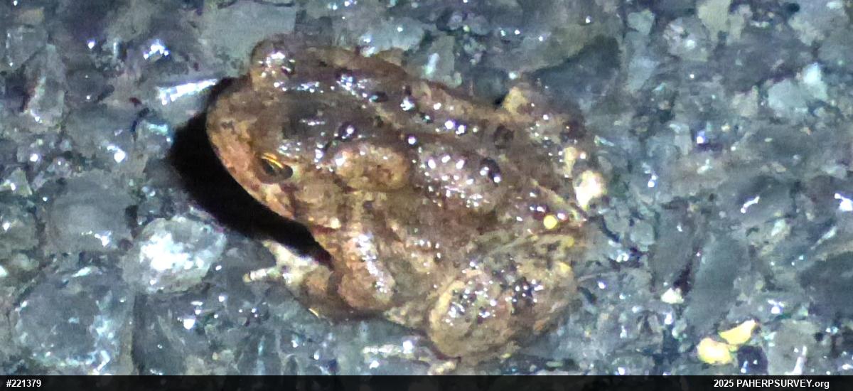 Eastern American Toad