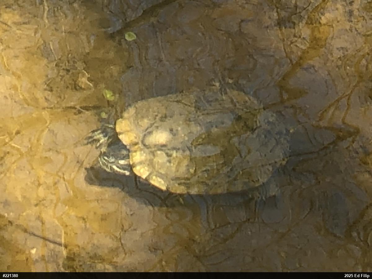 Red-eared Slider