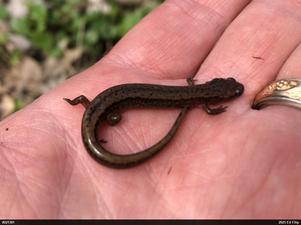 Northern Two-lined Salamander