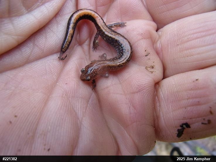 Eastern Red-backed  Salamander