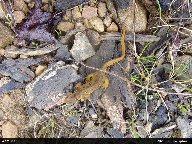 Red-spotted Newt