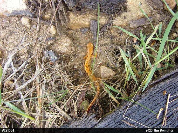 Eastern Long-tailed Salamander