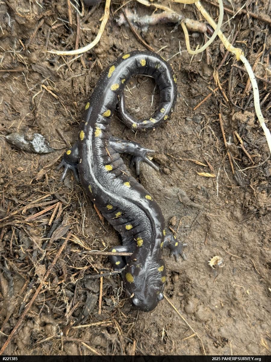 Spotted Salamander