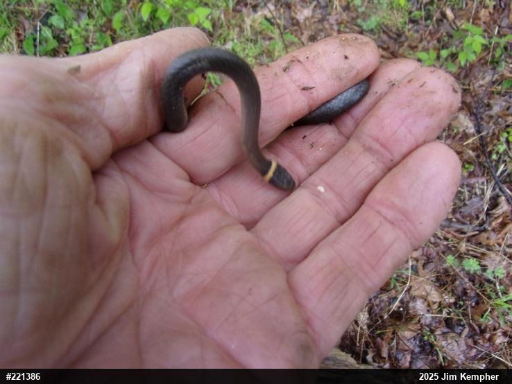 Northern Ring-necked Snake