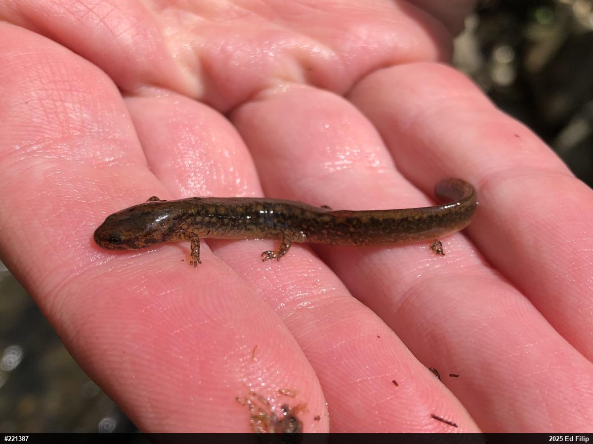 Northern Two-lined Salamander