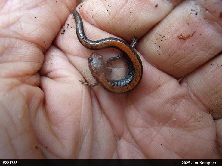 Eastern Red-backed  Salamander