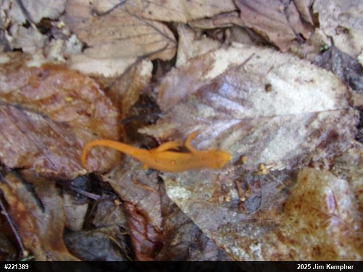 Red-spotted Newt