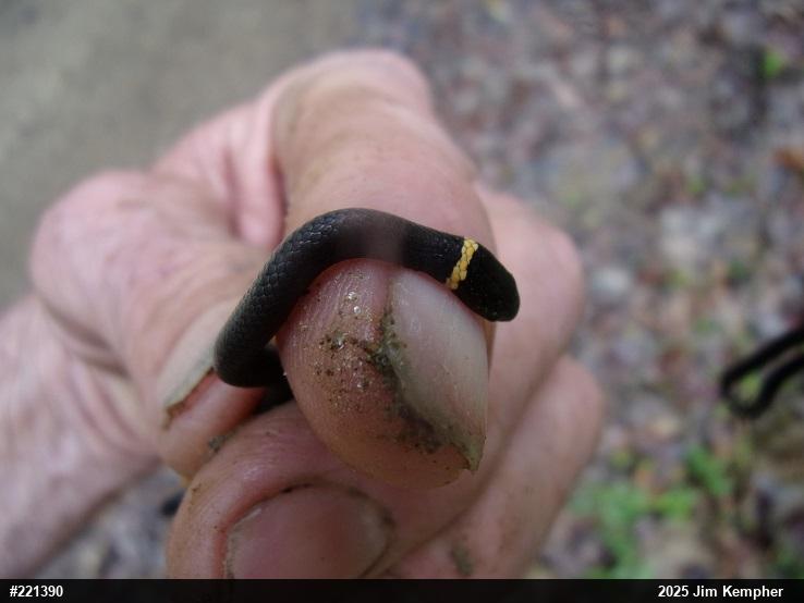 Northern Ring-necked Snake