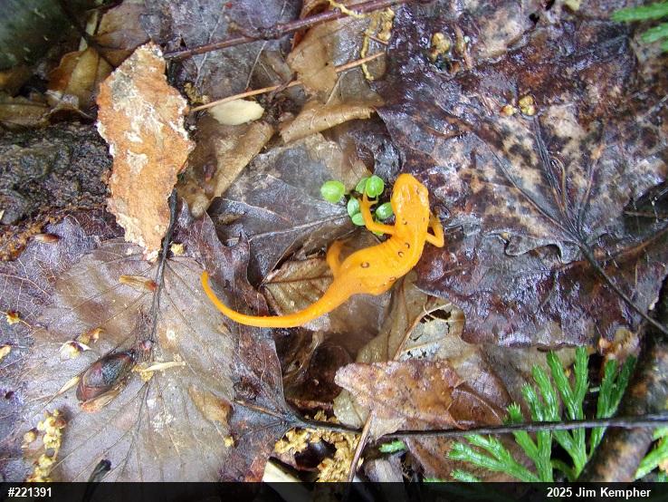 Red-spotted Newt