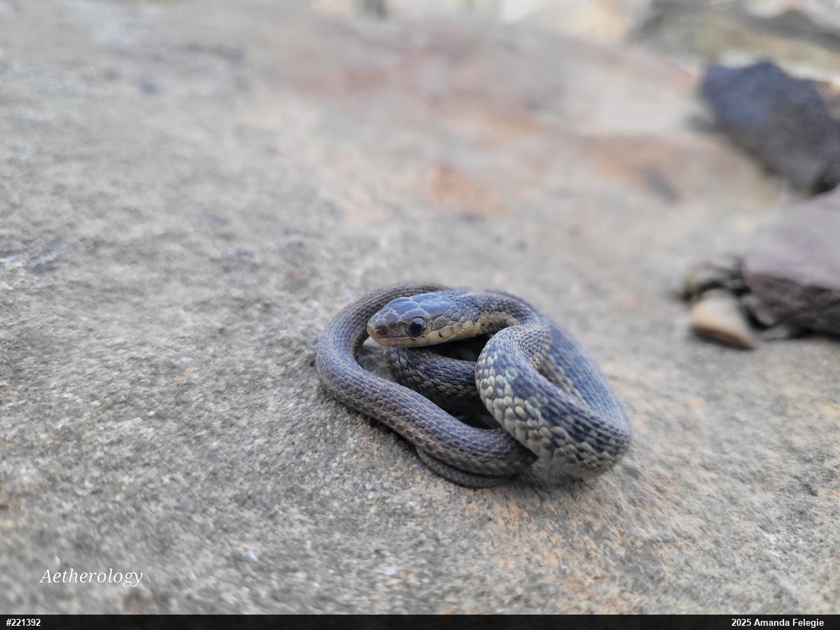 Eastern Gartersnake
