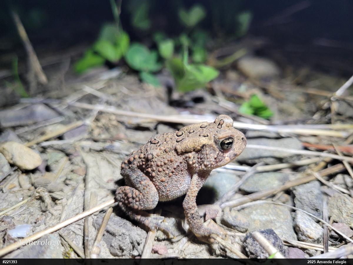 Eastern American Toad
