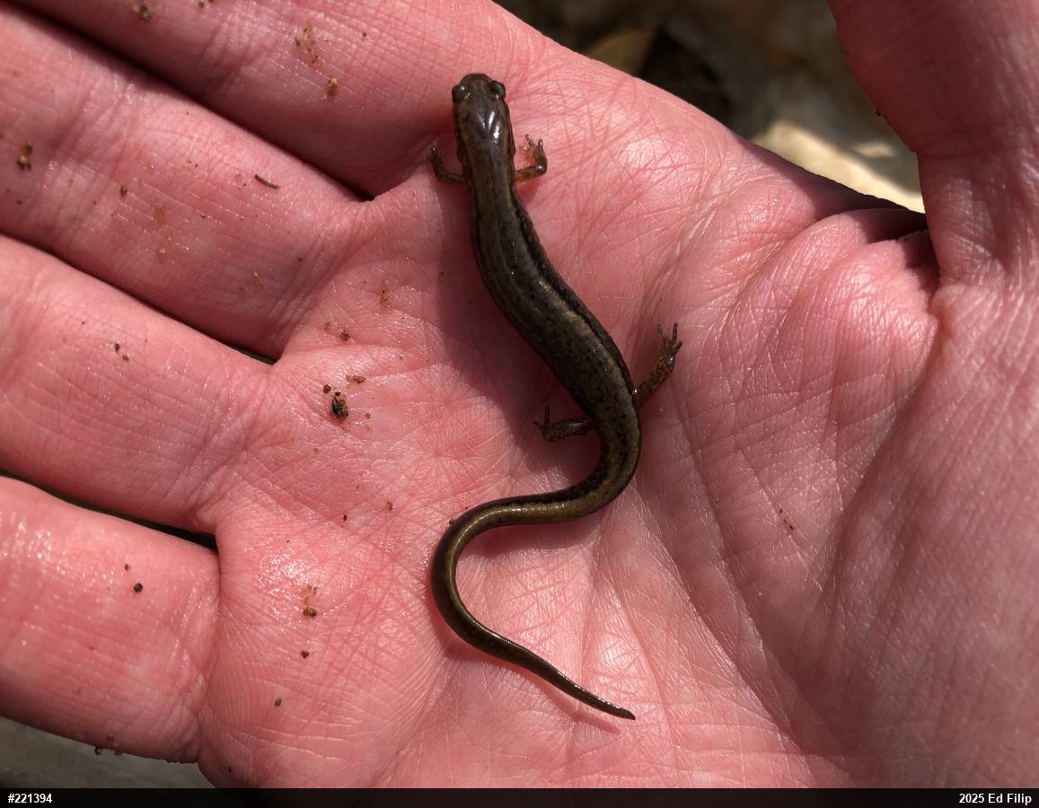 Northern Two-lined Salamander