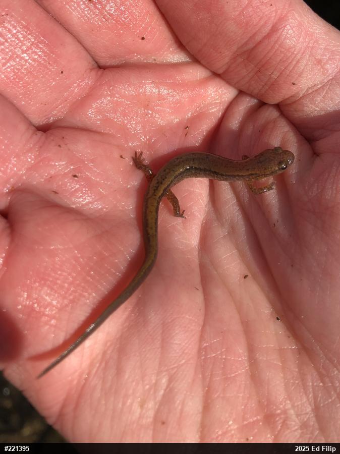 Northern Two-lined Salamander