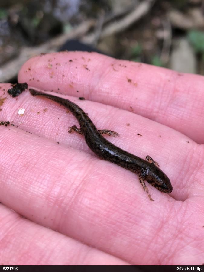 Northern Two-lined Salamander