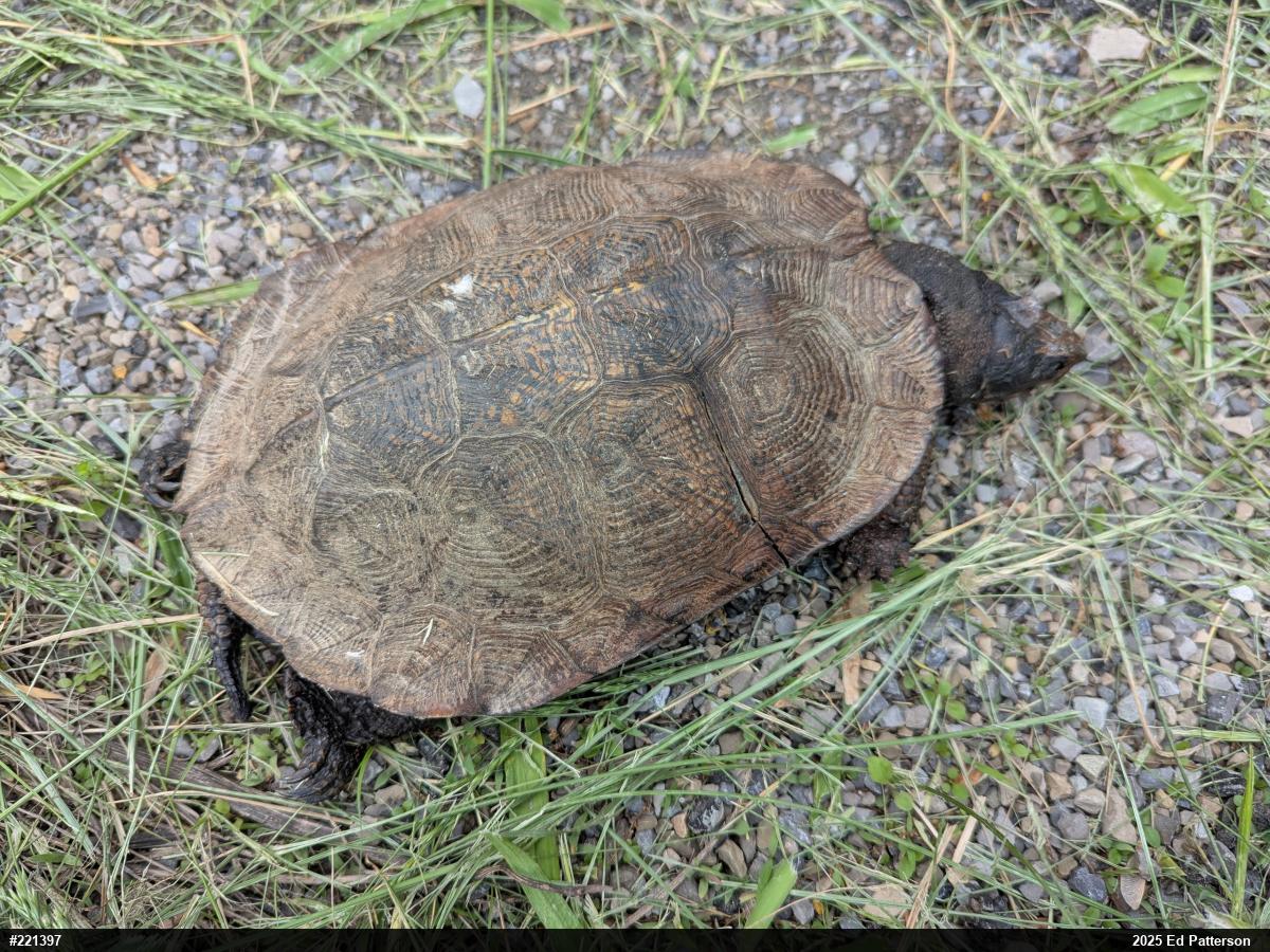 Wood Turtle