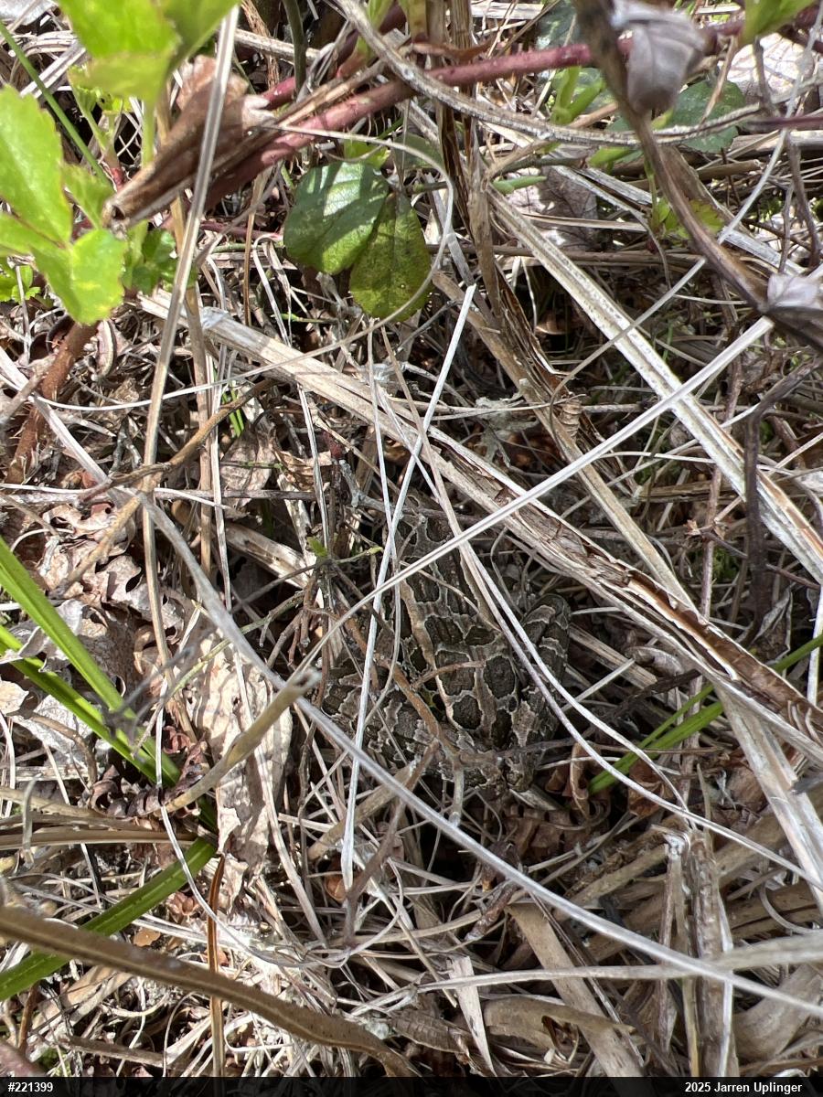 Pickerel Frog