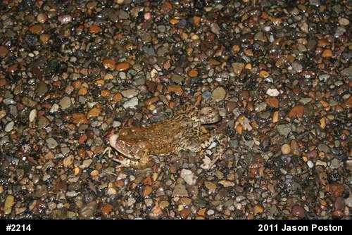 Eastern American Toad
