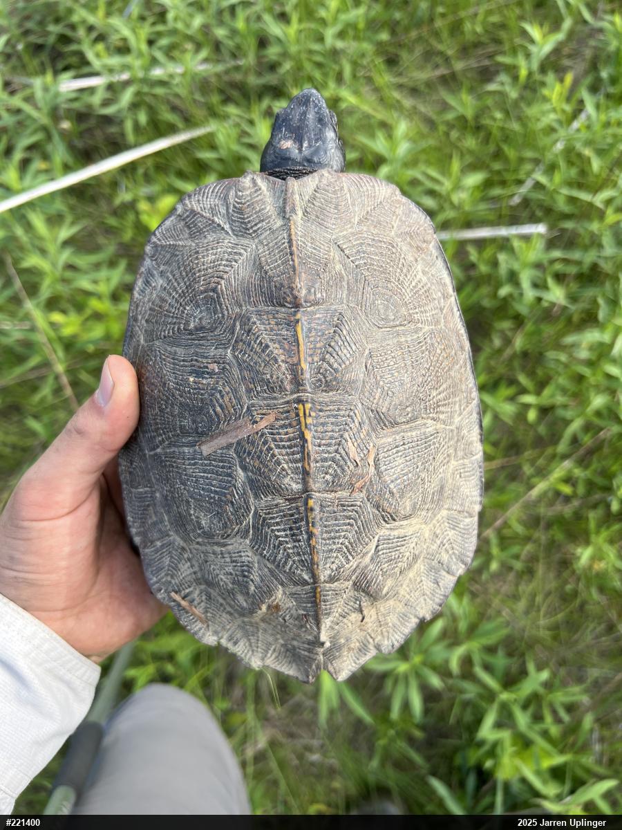 Wood Turtle