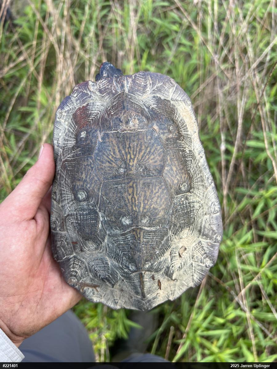 Wood Turtle
