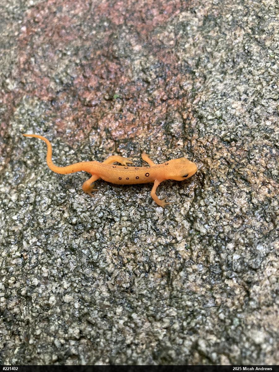 Red-spotted Newt
