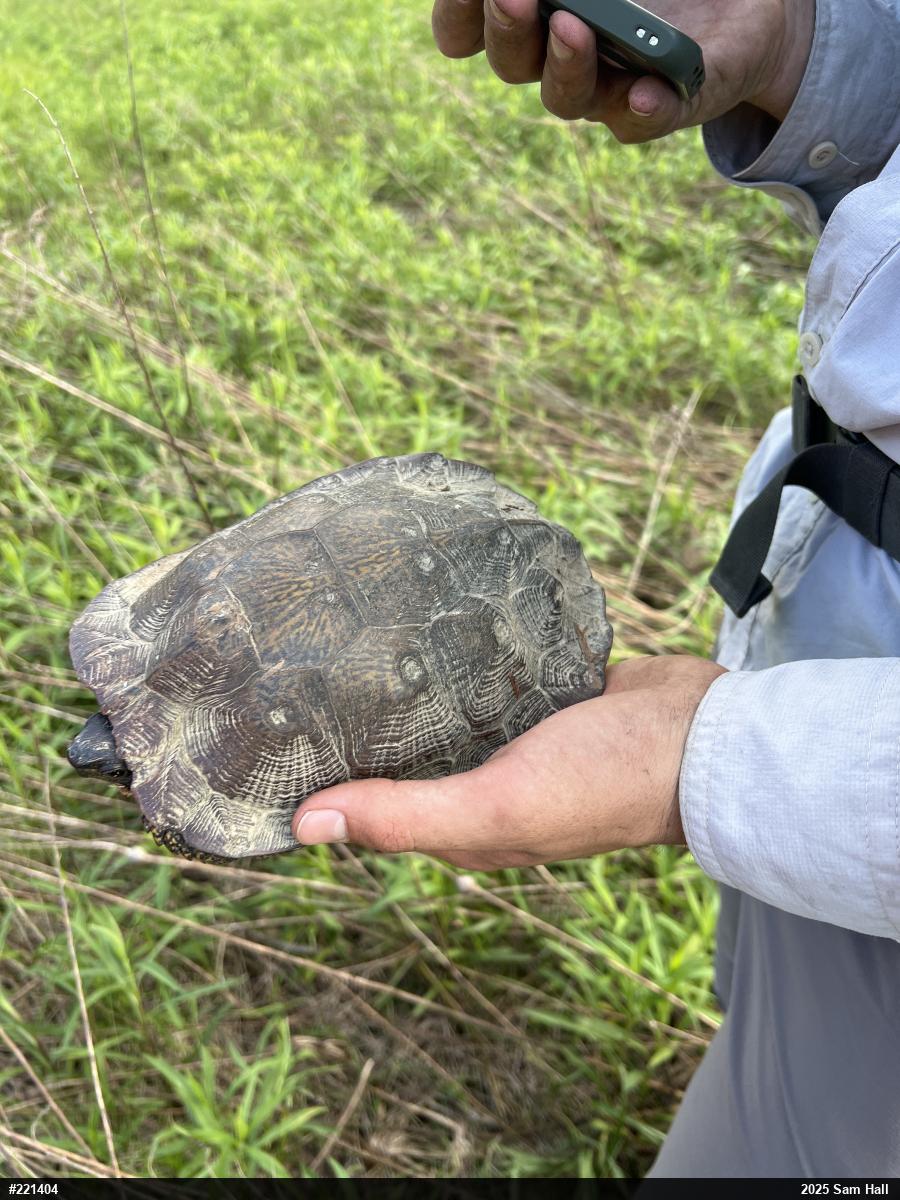 Wood Turtle