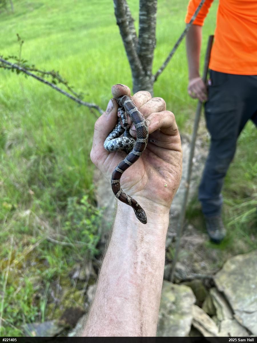 Eastern Milksnake