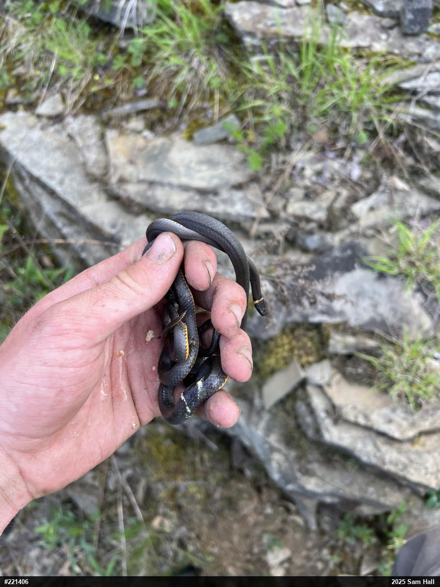 Northern Ring-necked Snake