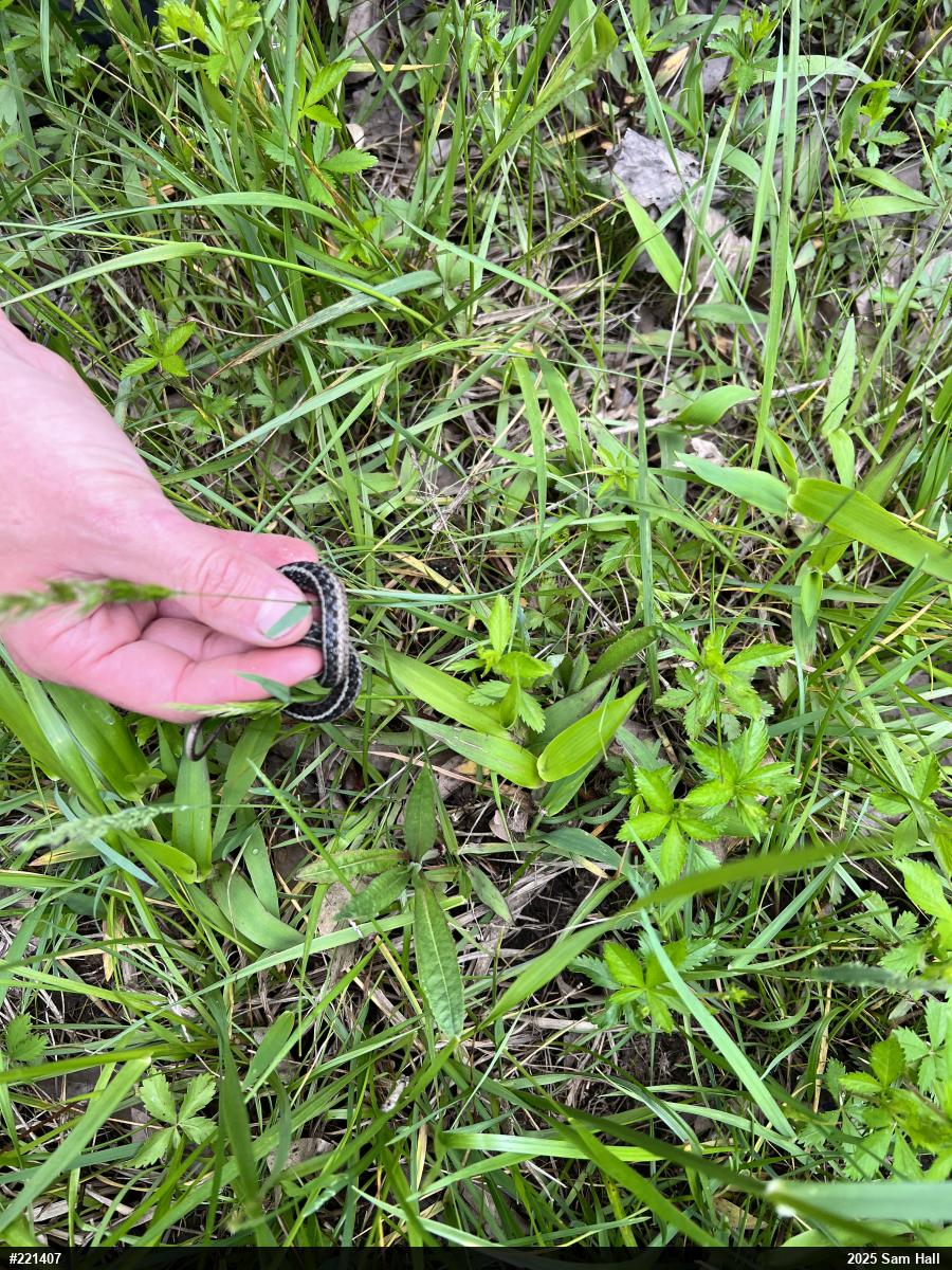 Eastern Gartersnake