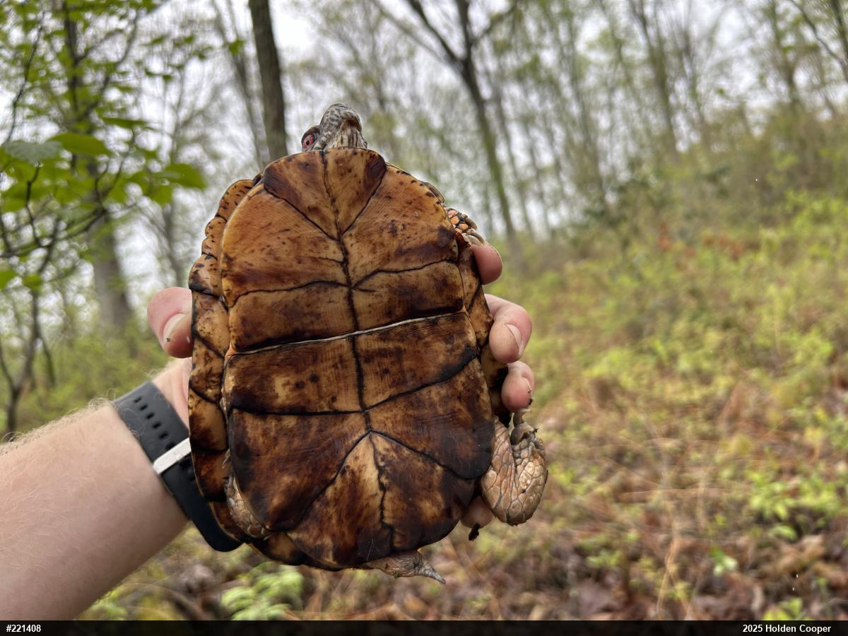 Eastern Box Turtle