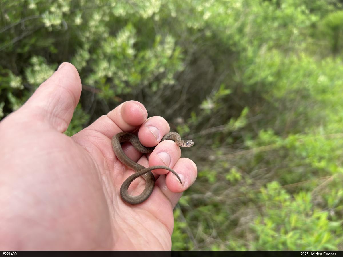 Dekay's Brownsnake