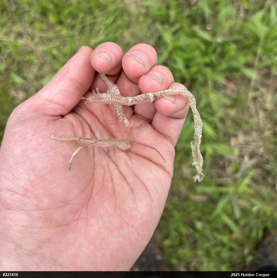 Dekay's Brownsnake