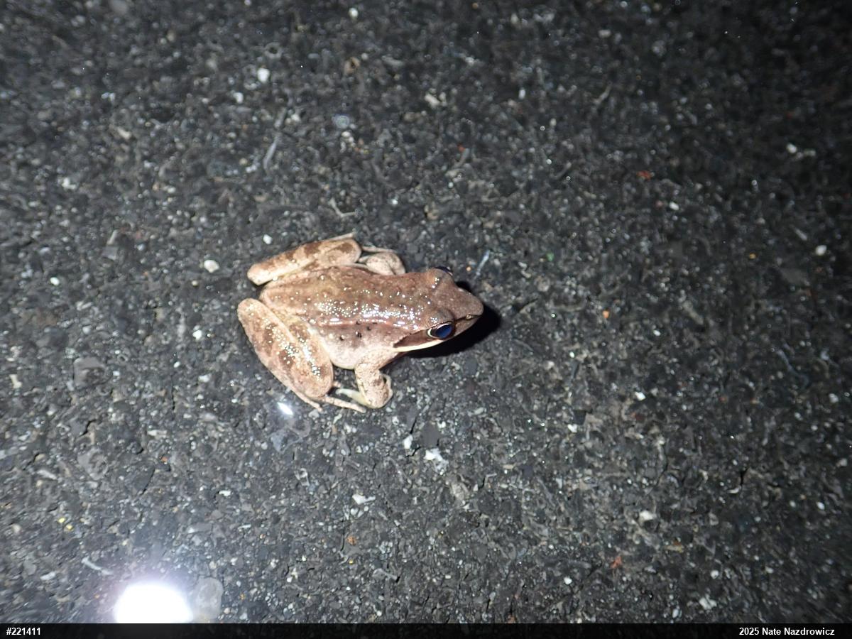 Wood Frog