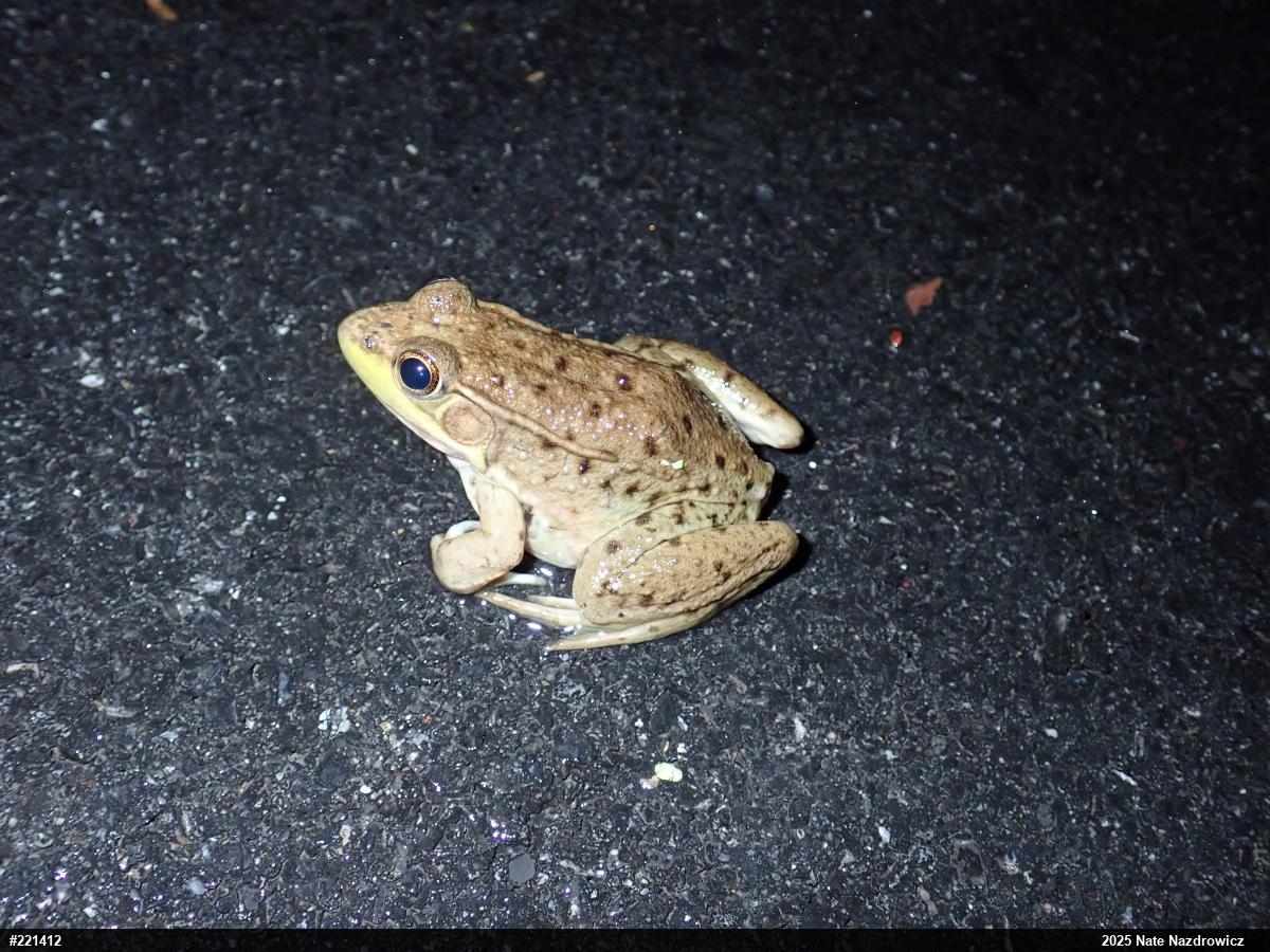 Green Frog
